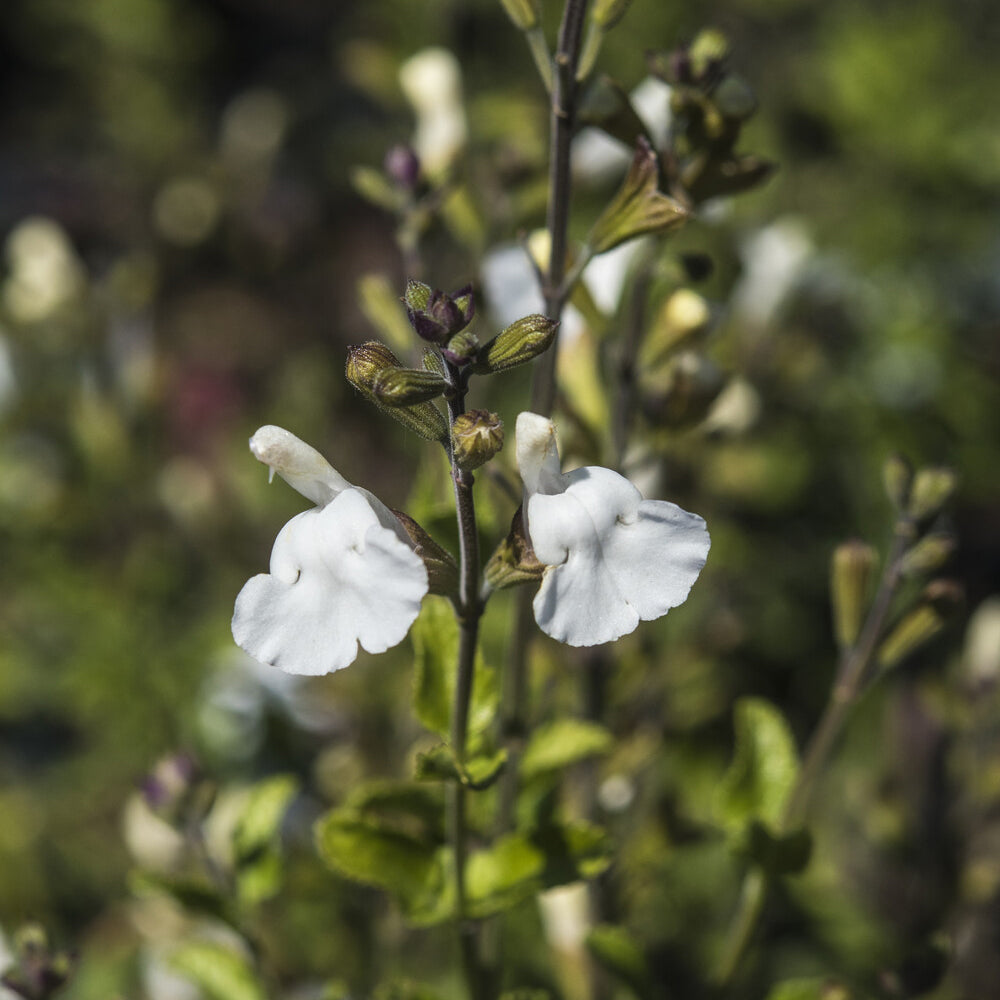Strauch-Salbei Gletsjer - Willemse