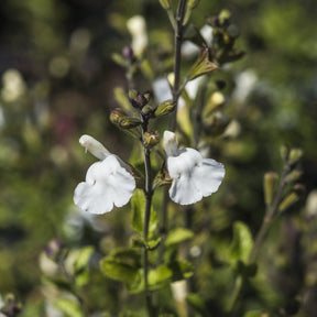 Strauch-Salbei Gletsjer - Willemse