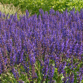 Salvia nemorosa Viola Klose - Wald-Salbei Viola Klose - Salbei