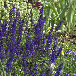 Salbei - Wald-Salbei Viola Klose - Salvia nemorosa Viola Klose