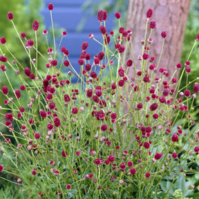 Pimpinelle officinale Tanna - Sanguisorba officinalis Tanna - Willemse
