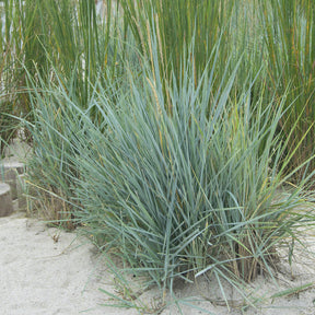Meerroggen Blue Dune - Willemse