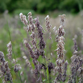 Perlgras Atropurpurea - Melica altissima atropurpurea - Willemse