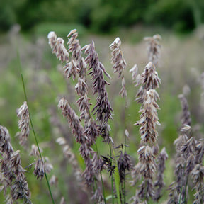 Perlgras Atropurpurea - Melica altissima atropurpurea - Willemse