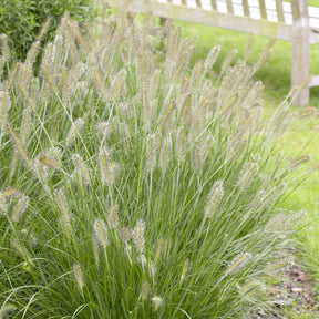 Pennisetum alopecuroides herbstzauber - Federborstengras 'Herbstzauber' - Pennisetum