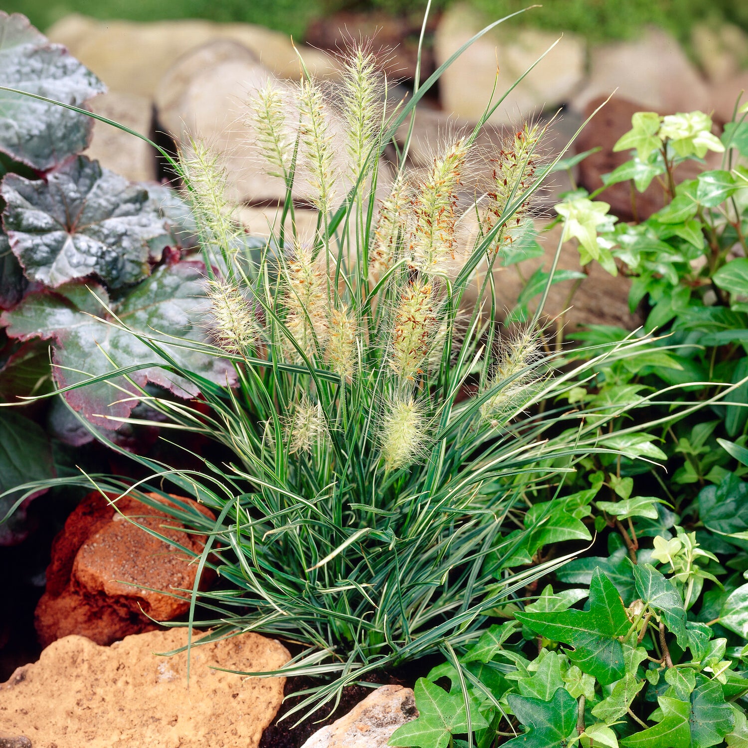 Garten-Federborstengras Little Honey - Pennisetum alopecuroides little honey - Willemse