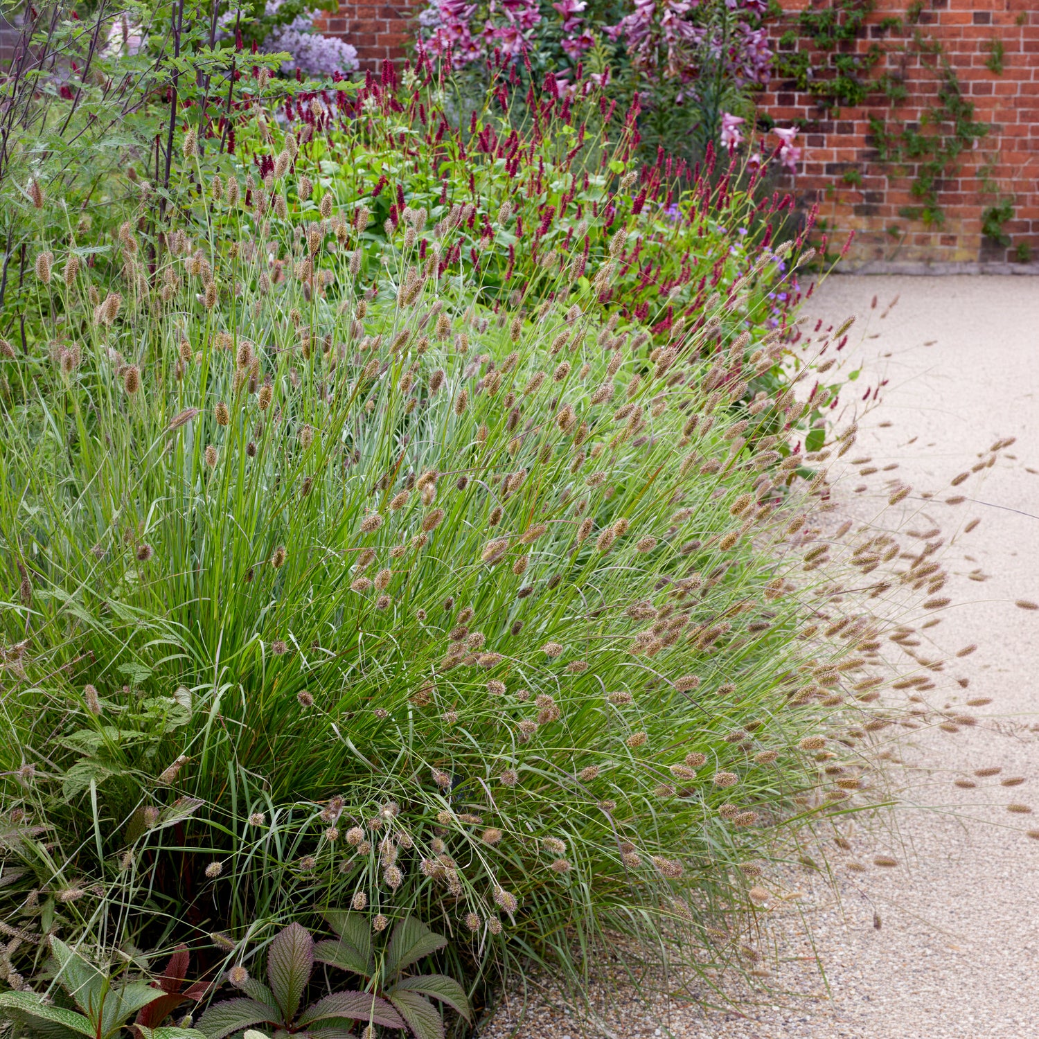 Lampenputzergras Red Button - Pennisetum thunbergii Red Buttons - Willemse
