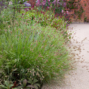 Lampenputzergras Red Button - Pennisetum thunbergii Red Buttons - Willemse
