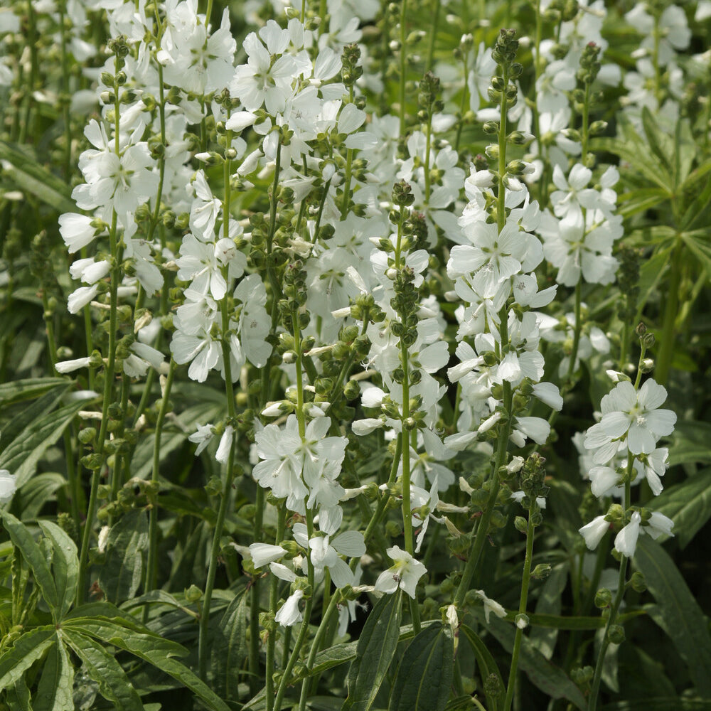 Sidalcea candida - Willemse
