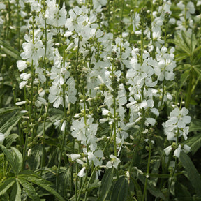 Sidalcea candida - Willemse