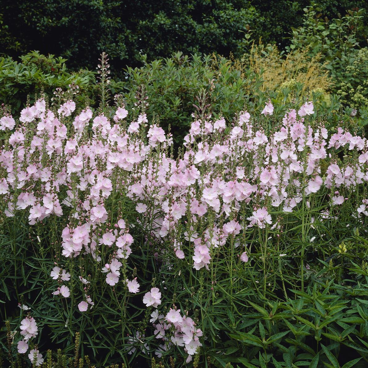 Prärie-Malve Elsie Heugh - Sidalcea Elsie Heugh - Willemse