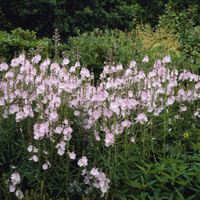 Prärie-Malve Elsie Heugh - Sidalcea Elsie Heugh - Willemse