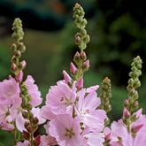 Sidalcea - Prachtnelke - Prärie-Malve Elsie Heugh - Sidalcea Elsie Heugh