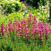 Schmuckmalve Brillant - Sidalcea oregana Brilliant - Willemse