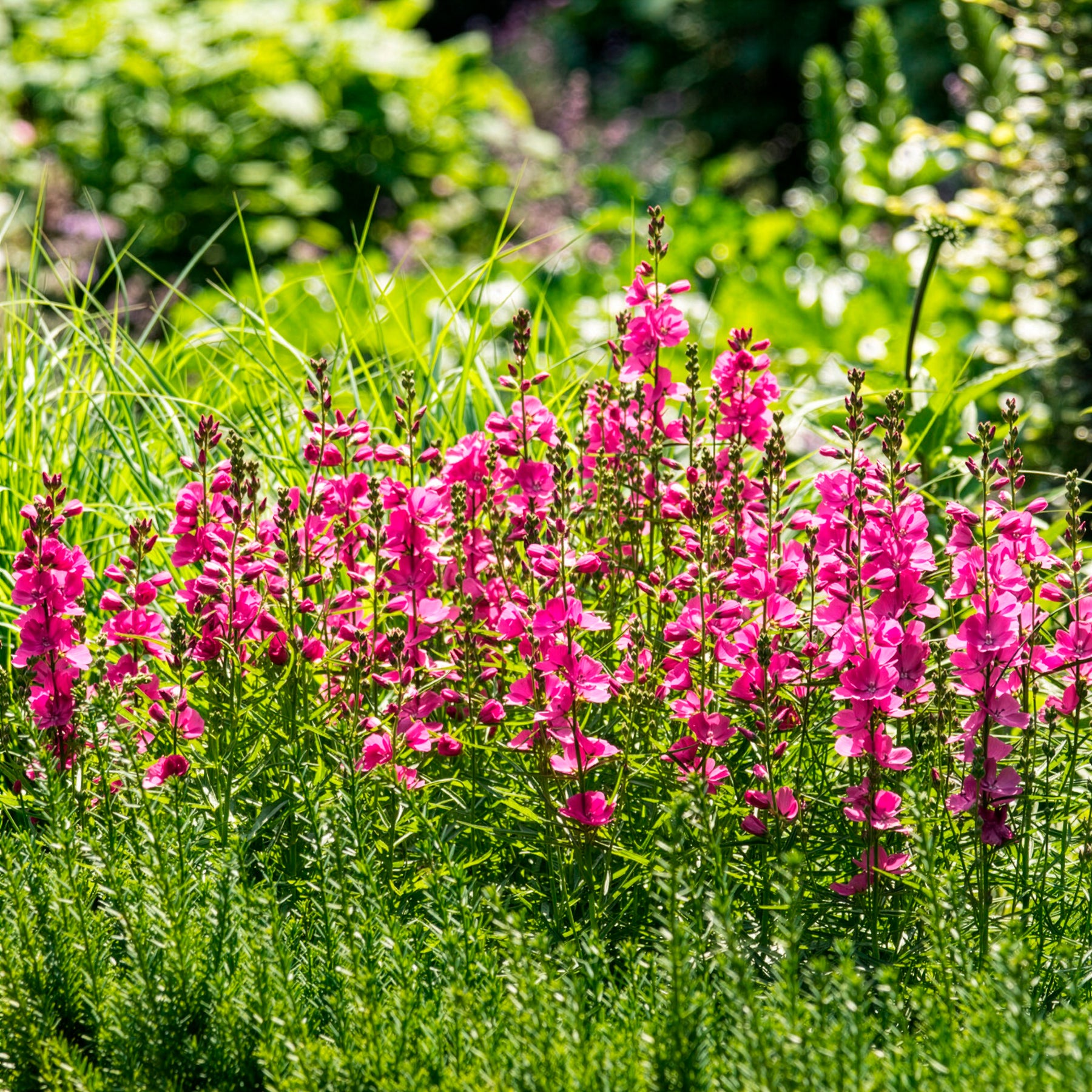 Schmuckmalve Brillant - Sidalcea oregana Brilliant - Willemse