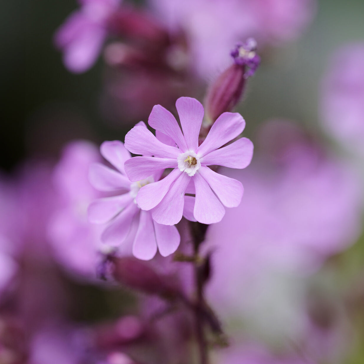Tag-Lichtnelke - Silene dioica - Willemse