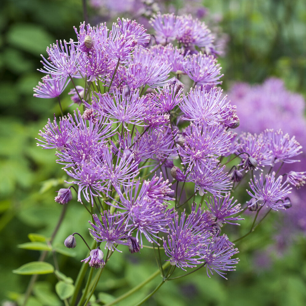 Akeleiblättrige Wiesenraute - Willemse