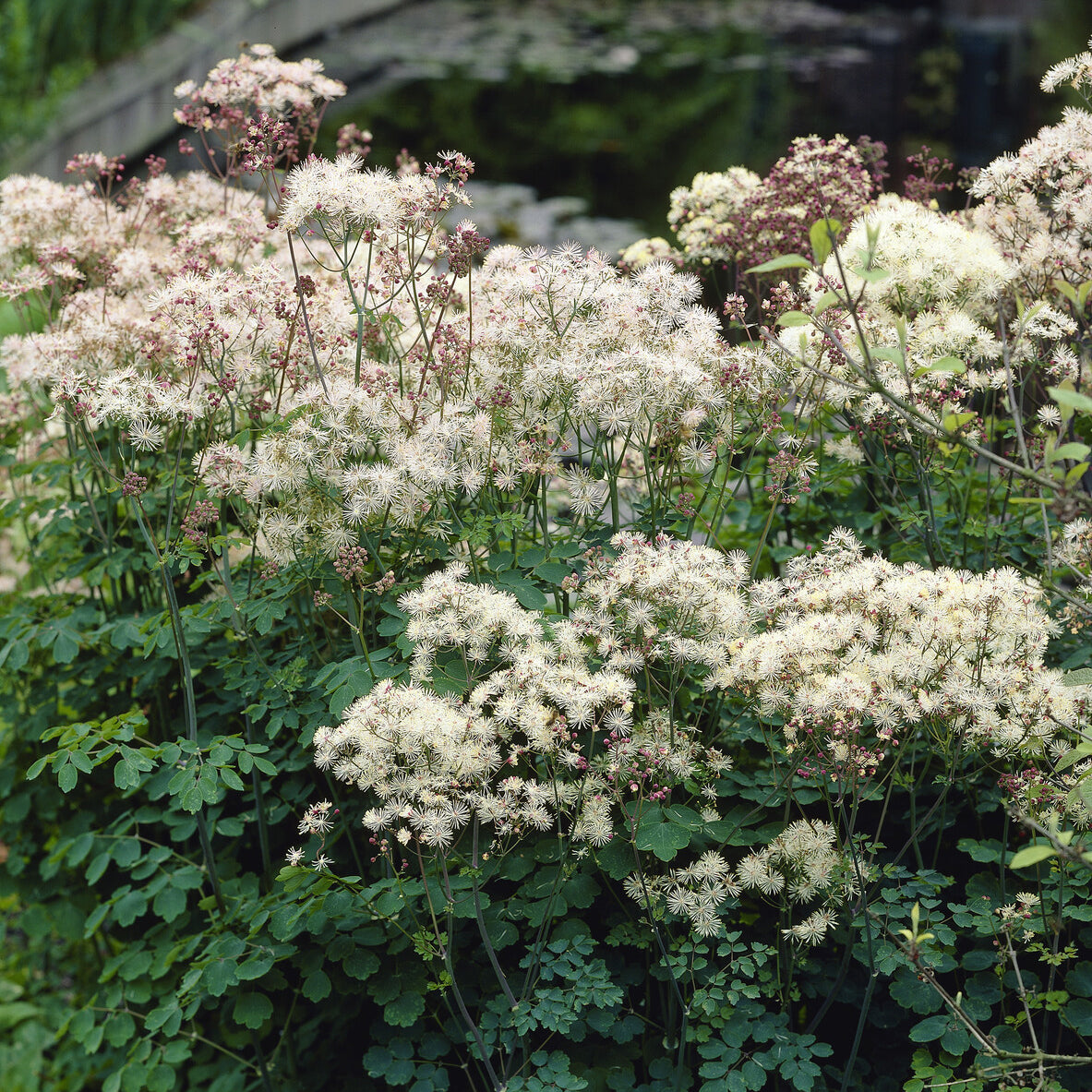 Pigamon des Vaters Delavay Album Weißes Pigamon - Thalictrum delavayi Album - Willemse