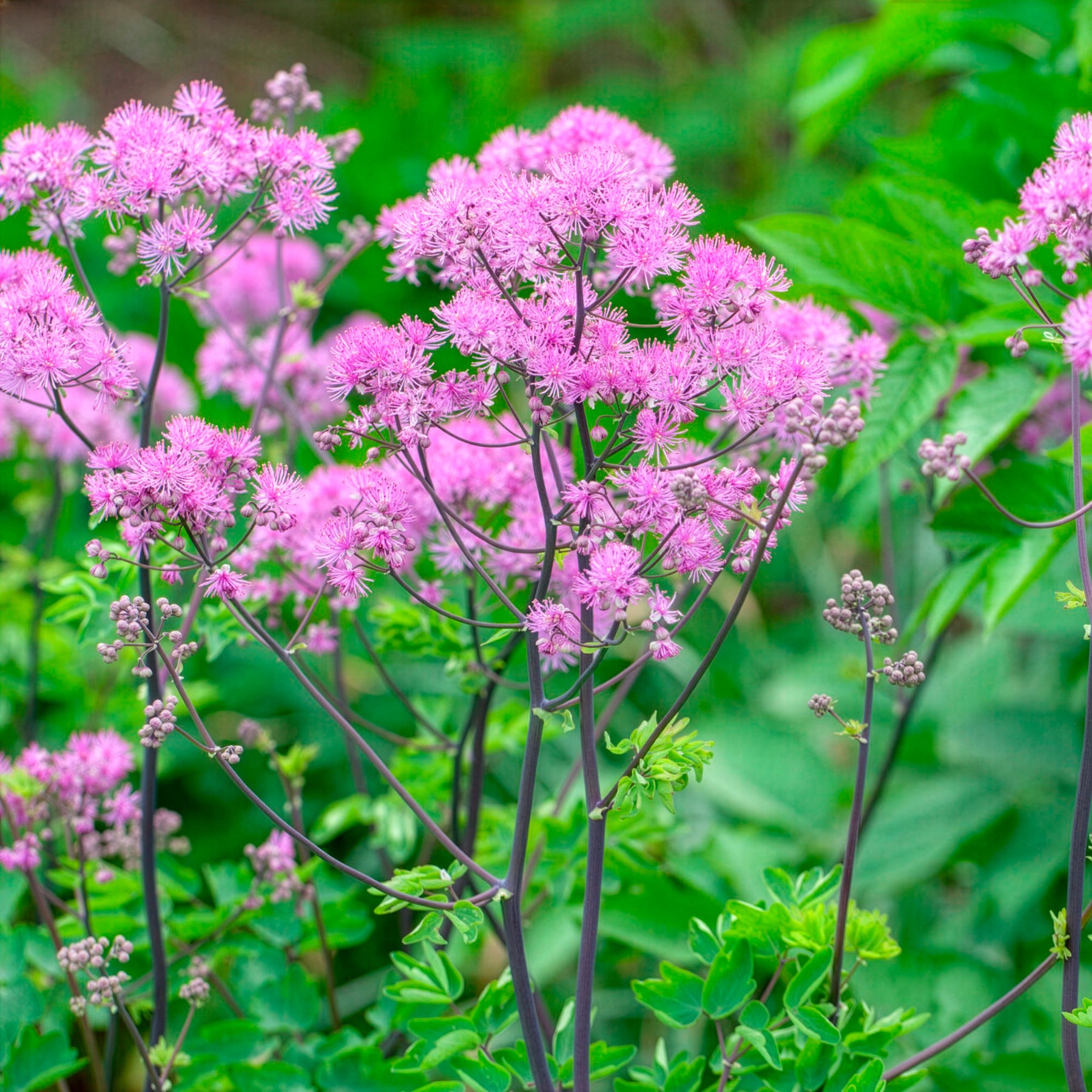 Akeleiblättrige Wiesenraute Black Stockings - Willemse