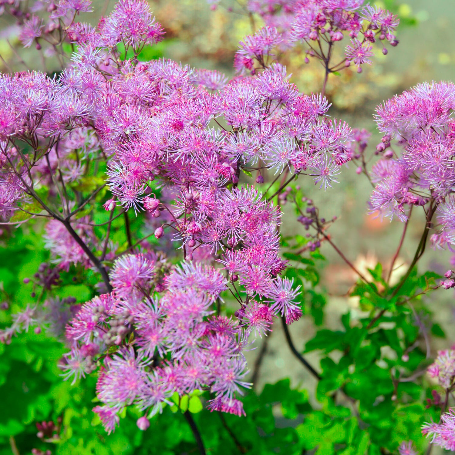 Akeleiblättrige Wiesenraute Black Stockings - Thalictrum black stockings - Willemse