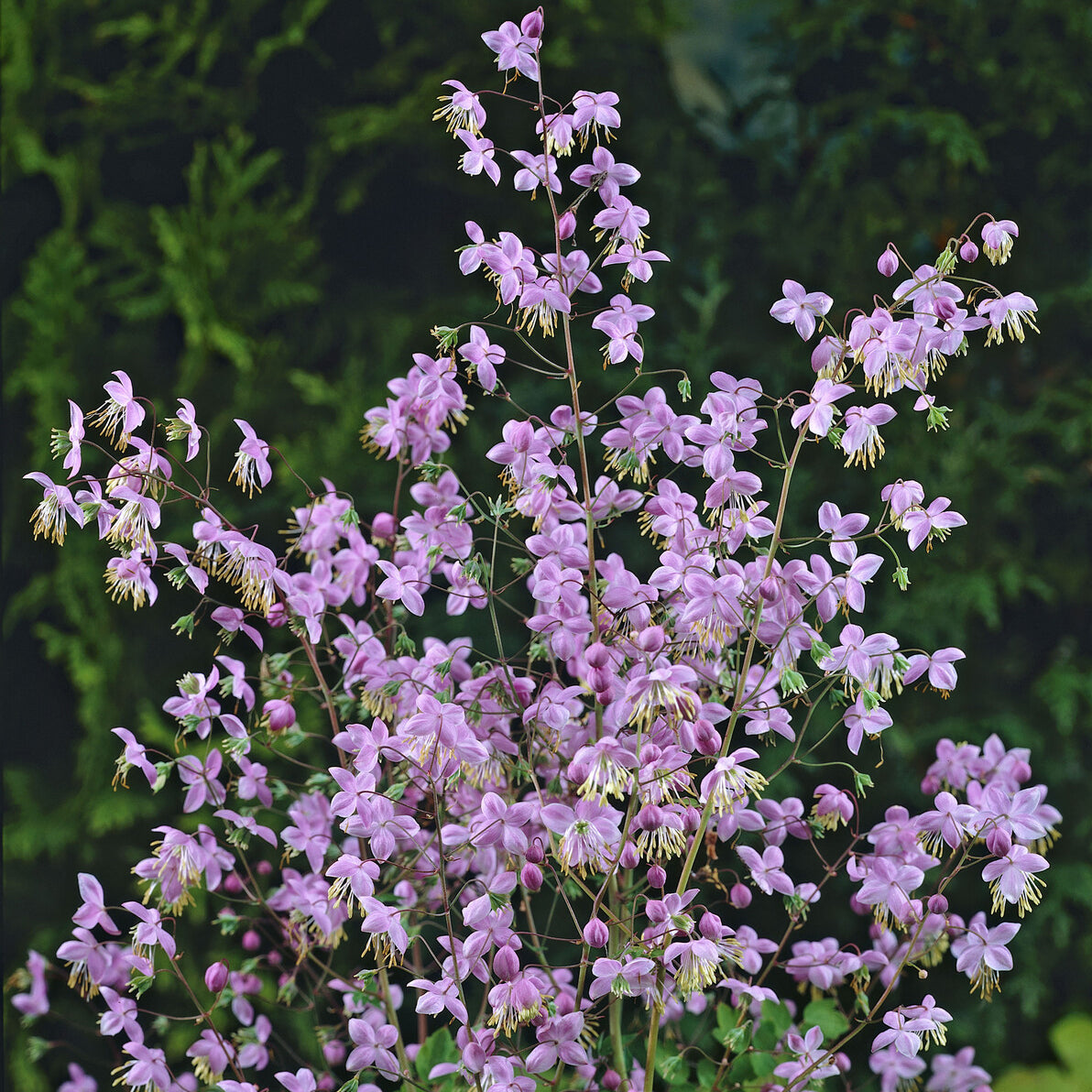 Riesen-Wiesenraute - Willemse