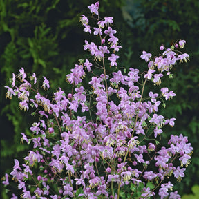 Riesen-Wiesenraute - Willemse