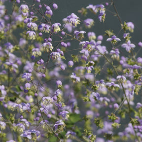 Thalictrum rochebrunianum - Riesen-Wiesenraute - Stauden
