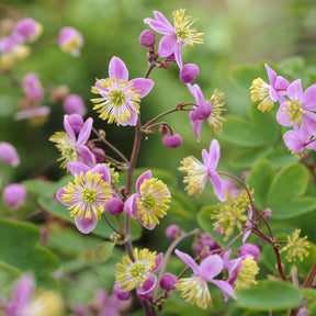 Riesen-Wiesenraute - Thalictrum rochebrunianum - Willemse
