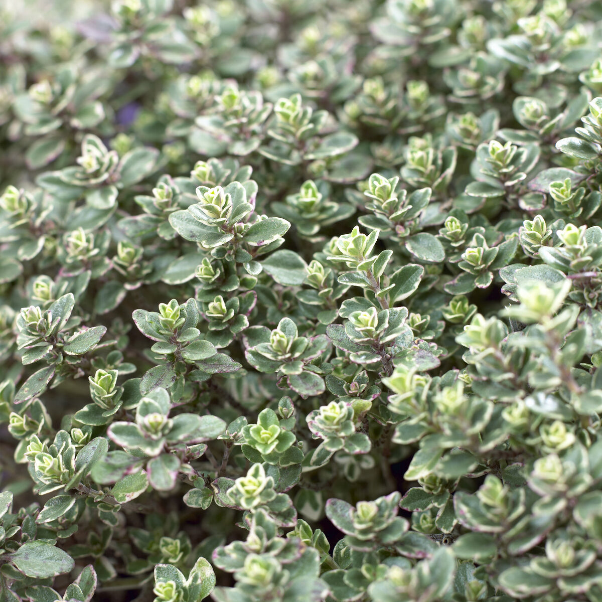 Thymian 'Silver Queen' - Willemse