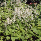 Herzblättrige Schaumblüten