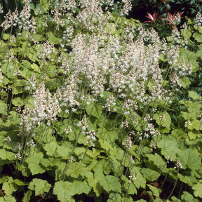 Herzblättrige Schaumblüten