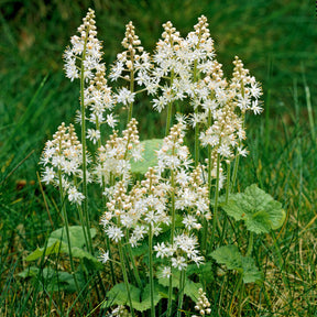 Herzblättrige Schaumblüten - Tiarella cordifolia - Willemse