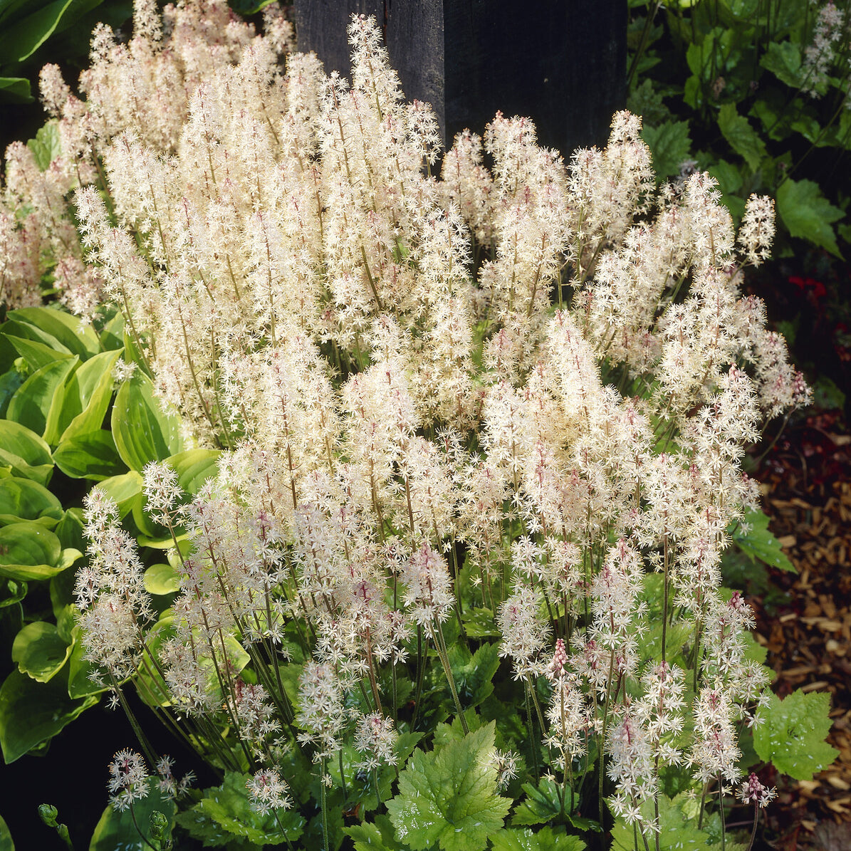 Stauden - Amerikanische Schaumblüte - Tiarella wherryi