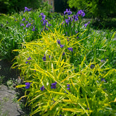 Tradescantia ( andersoniana group ) sweet kate - Dreimasterblume Sweet Kate - Stauden