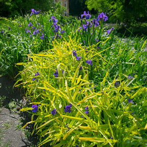 Dreimasterblume Sweet Kate - Tradescantia ( andersoniana group ) sweet kate - Willemse