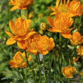 Chinesische Trollblume ‘Golden Queen’ - Trollius chinensis Golden Queen - Willemse