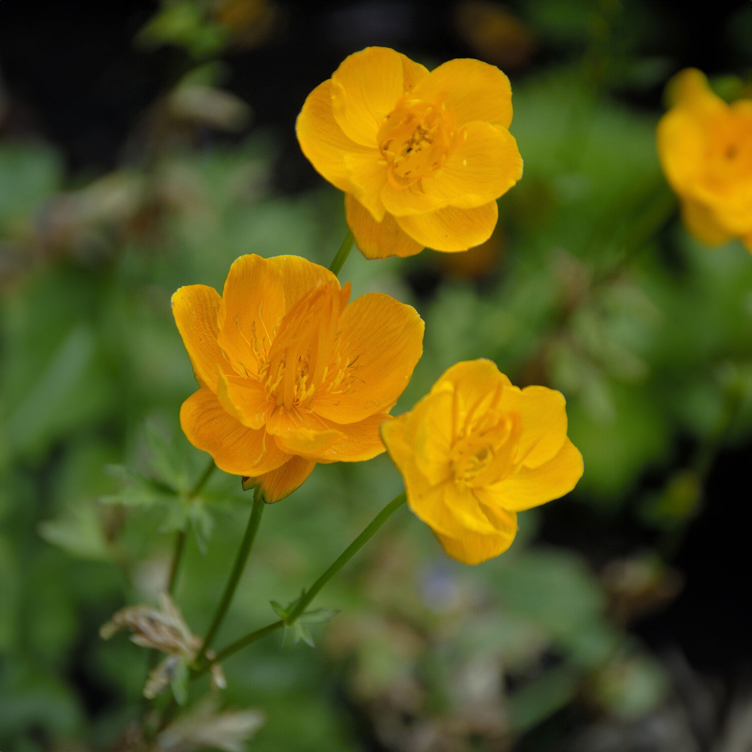 Chinesische Trollblume ‘Golden Queen’ - Willemse