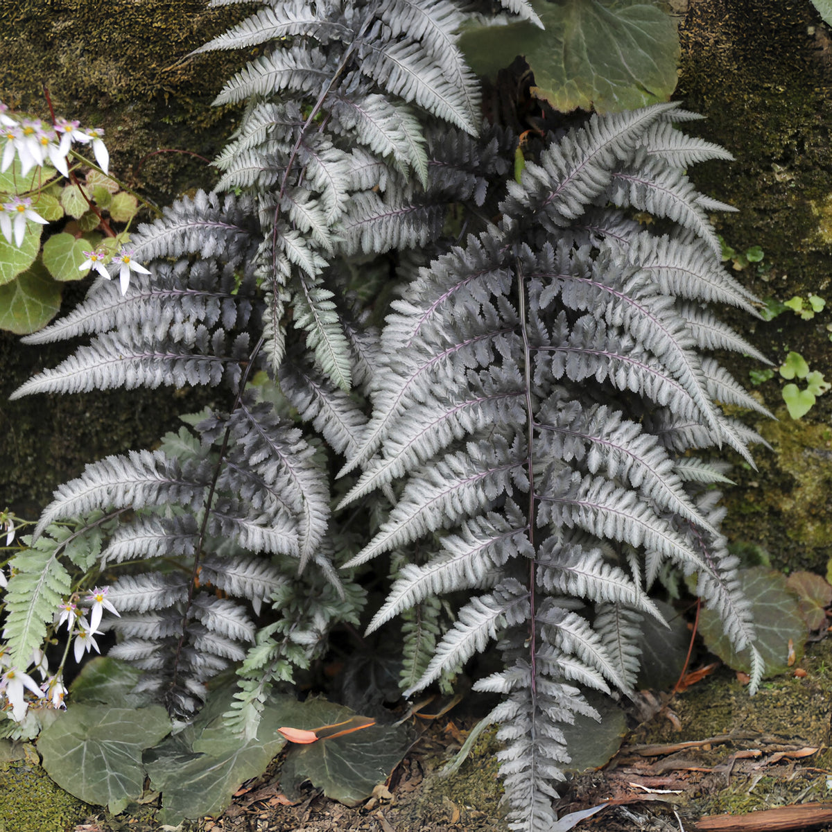 Gemalter Farn Pewter Lace - Willemse