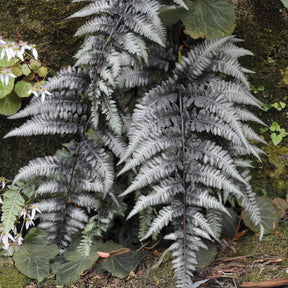 Gemalter Farn Pewter Lace - Willemse