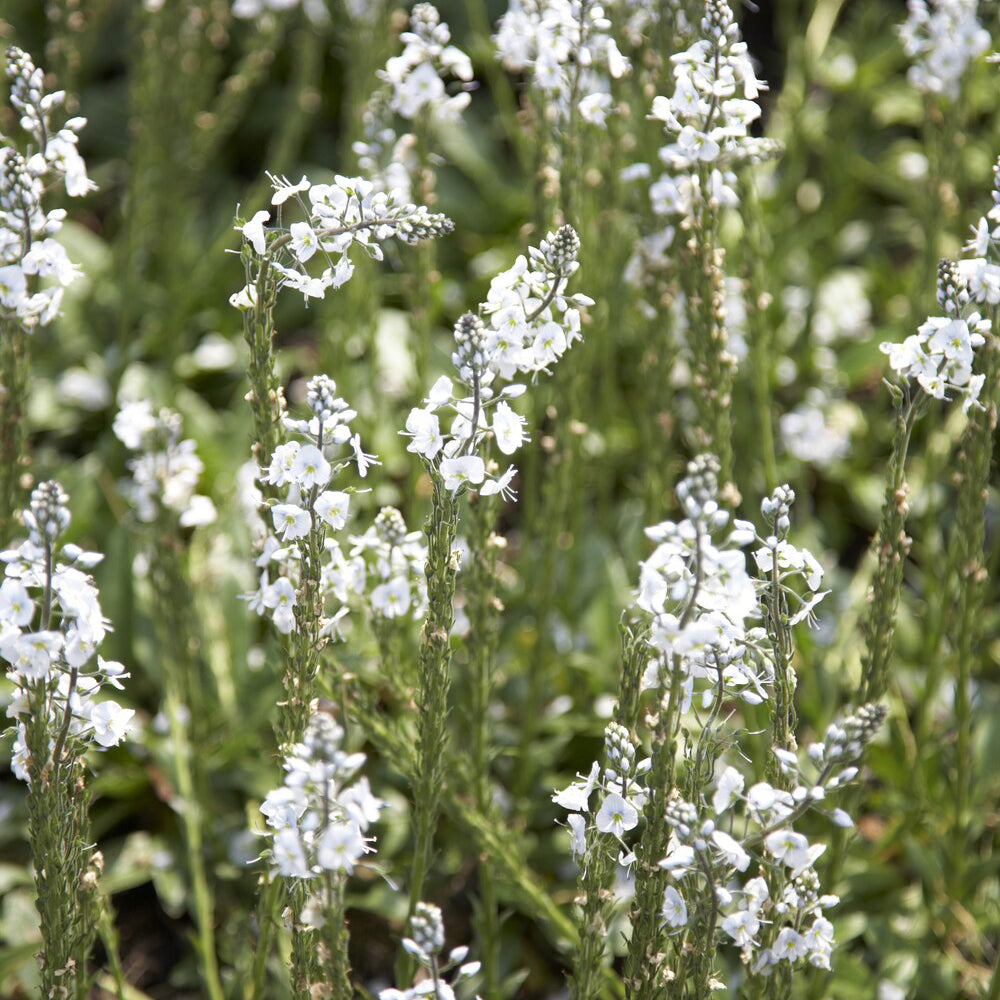 Enzianblättriger Ehrenpreis - Willemse