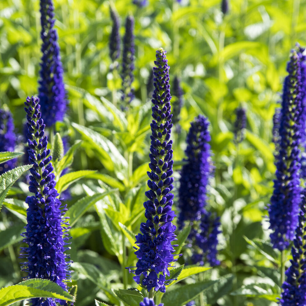 Ehrenpreis ‘Marietta’ - Veronica longifolia Marietta - Willemse