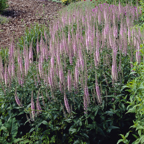 Langblättriger Ehrenpreis 'Pink Damask' - Willemse