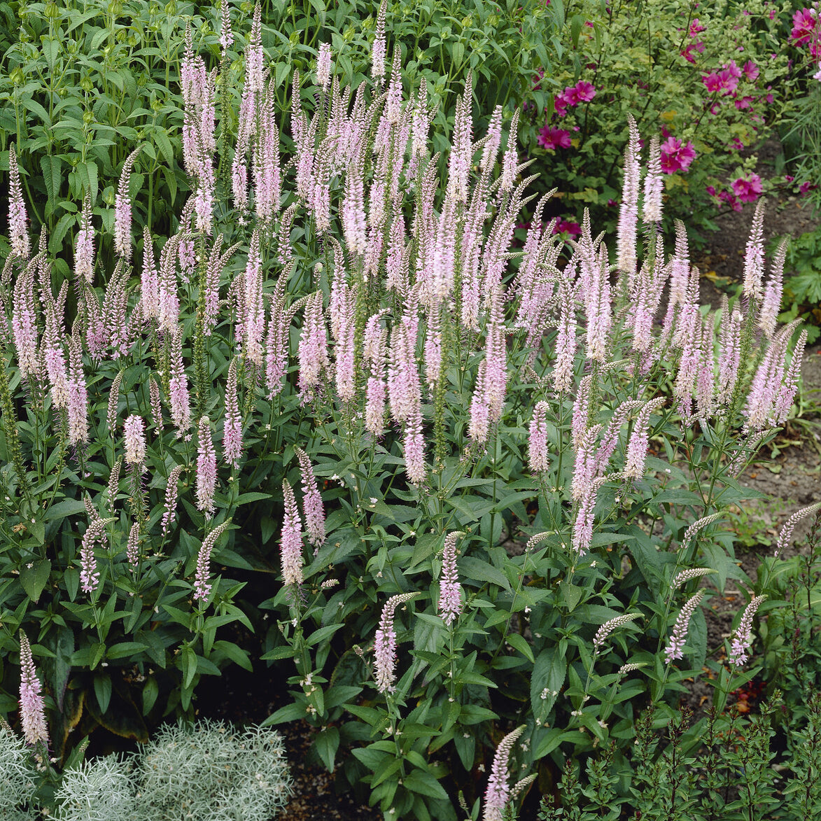 Langblättriger Ehrenpreis 'Pink Damask' - Veronica spicata Pink Damask - Willemse