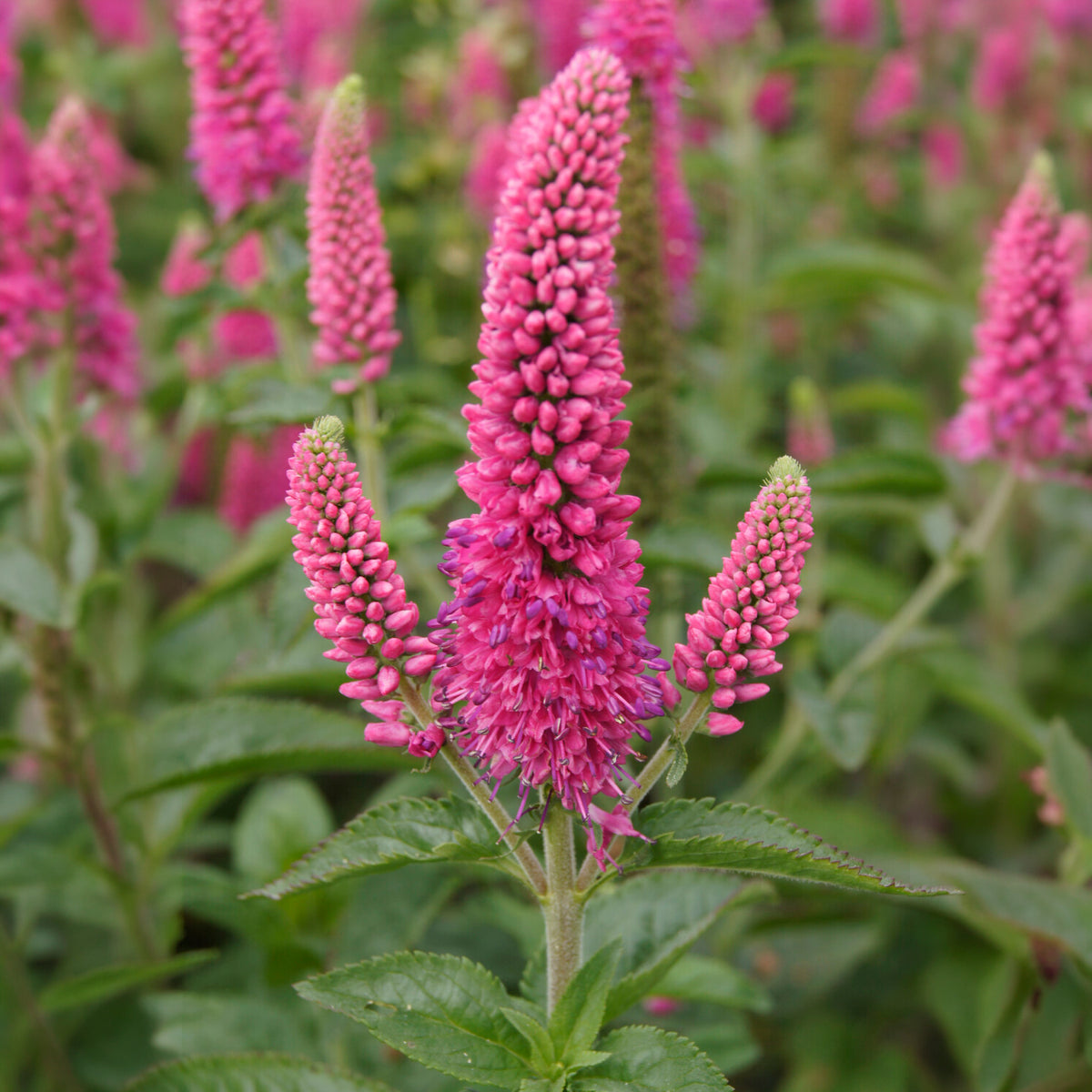 Veronika in Ähren Rotfuchs - Veronica spicata rotfuchs - Willemse