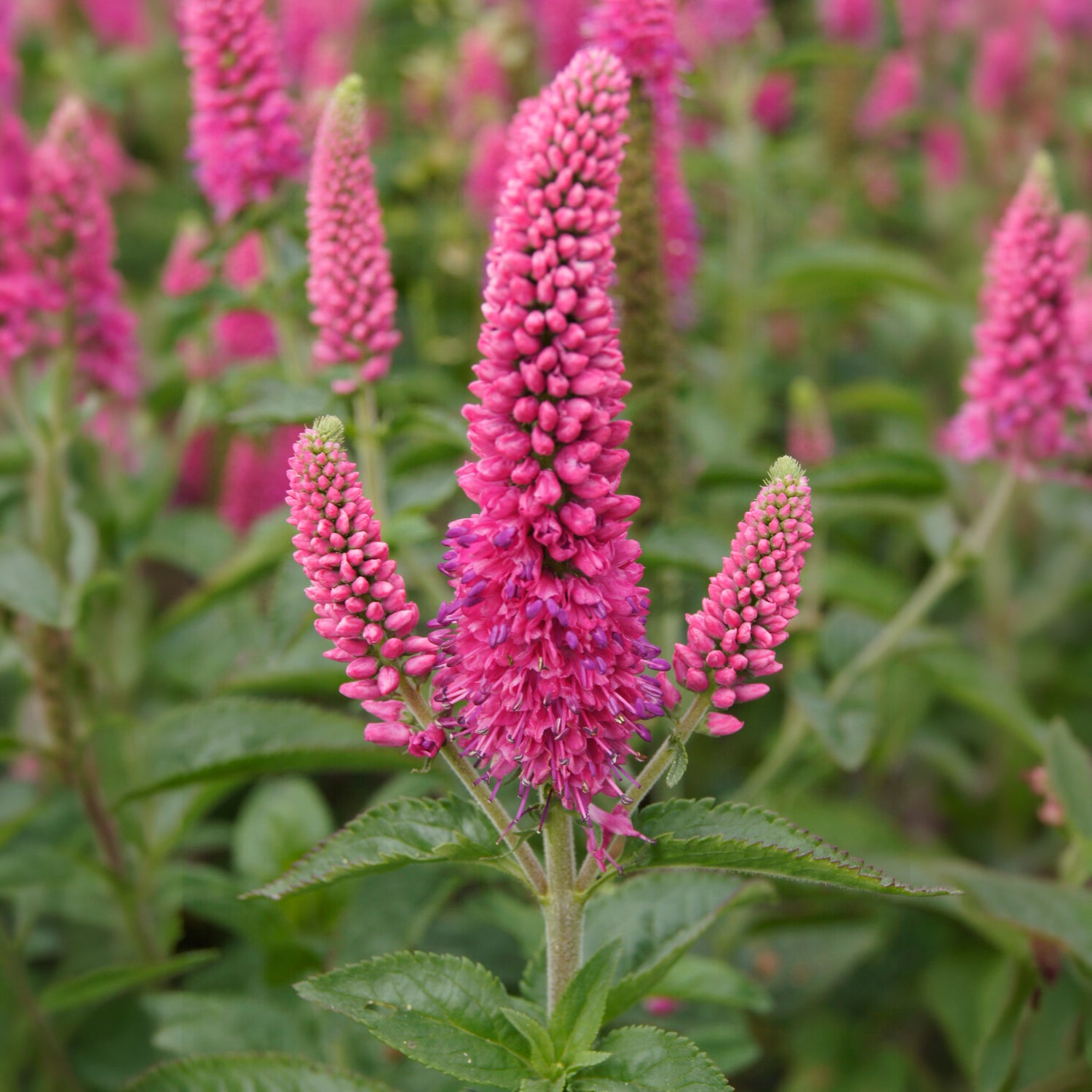 Veronika in Ähren Rotfuchs - Veronica spicata rotfuchs - Willemse