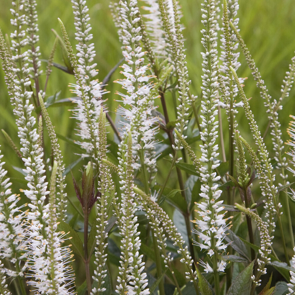 Weiße Virginia-Veronika - Willemse