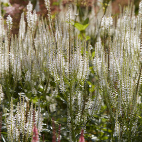 Veronika von Virginia Diana - Veronicastrum virginicum Diana - Willemse