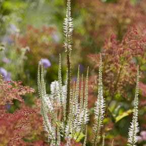 Veronika von Virginia Diana - Willemse