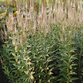 Veronika von Virginia Pink Glow - Willemse