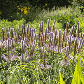 Kandelaber-Ehrenpreis Red Arrows - Veronicastrum virginicum Red Arrows - Willemse